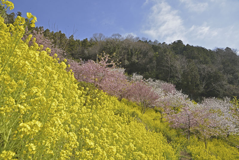 b0042837_21234593.jpg