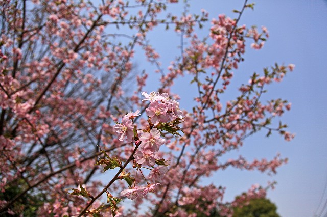 a0242438_222215100.jpg
