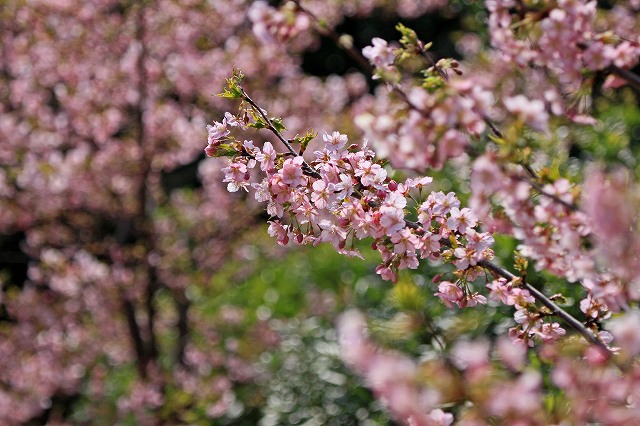 a0242438_22223527.jpg