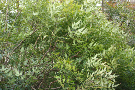 e0226943_0349100.jpg