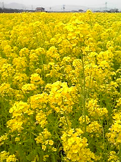 b0200747_017648.jpg