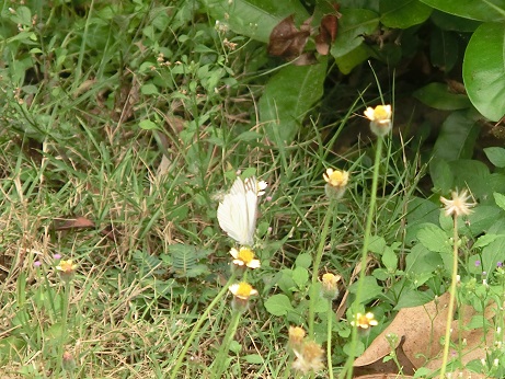 b0178466_1053221.jpg