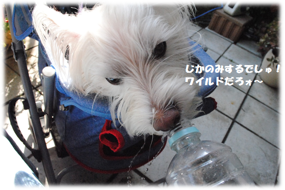 b0242873_0581778.png