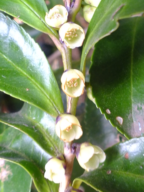 e0145782_20101745.jpg