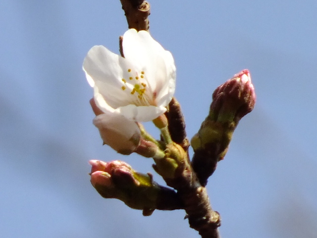 e0145782_2022935.jpg
