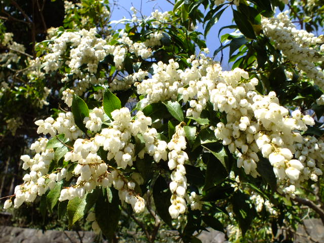 e0145782_2064733.jpg