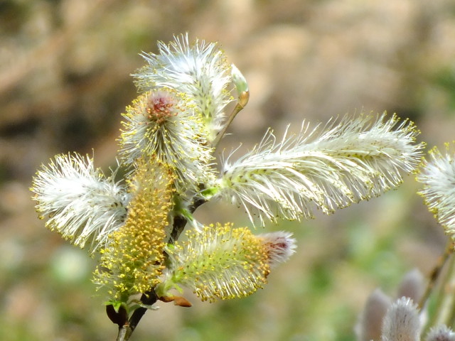 e0145782_2091820.jpg
