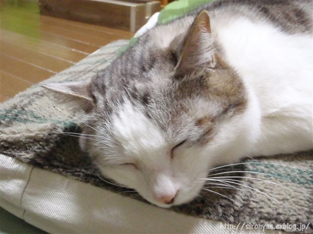 a0159490_15462867.jpg