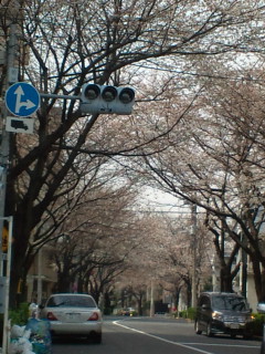 a0292205_1565866.jpg