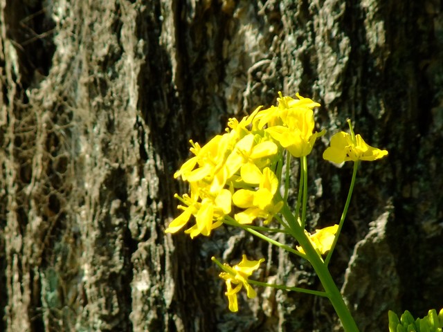 e0206242_11444851.jpg