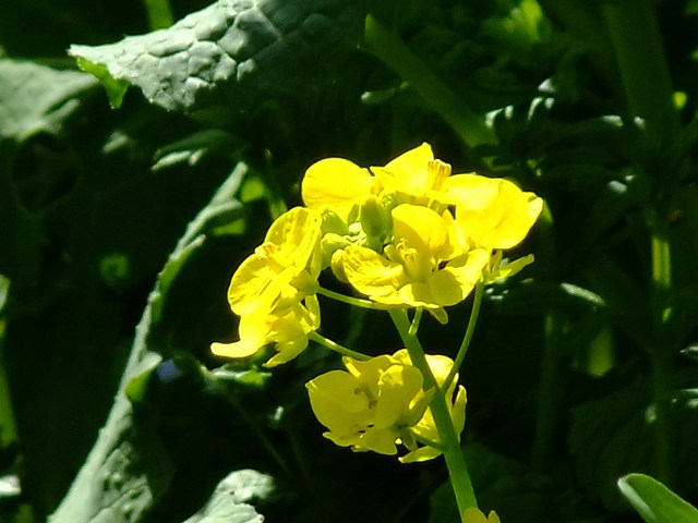 e0206242_1145372.jpg
