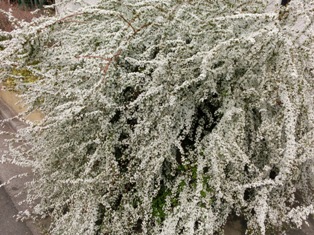 c0141844_2391282.jpg