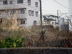 c0001653_2243974.jpg
