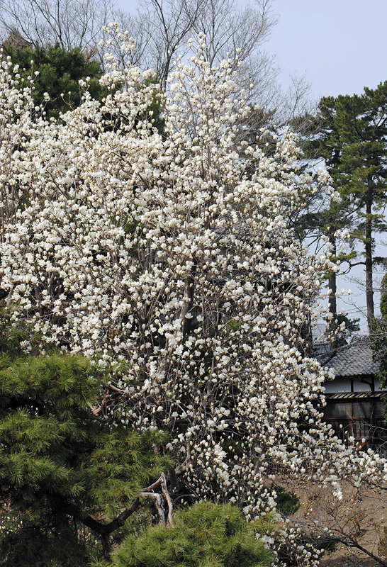 a0001354_1642244.gif