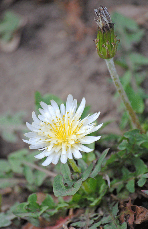 a0001354_16544718.gif