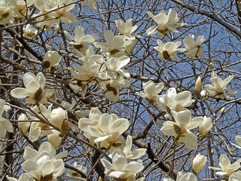 a0001354_191438.gif