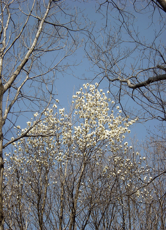 a0001354_1924963.gif