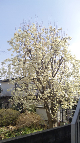 b0170472_15233175.jpg