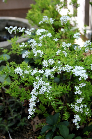 d0000274_7281664.jpg