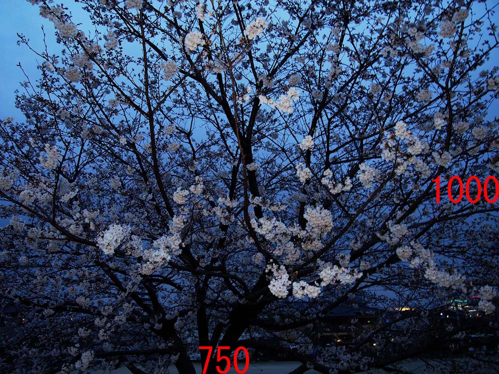 d0032222_18585473.jpg