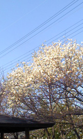 c0188928_21134639.jpg