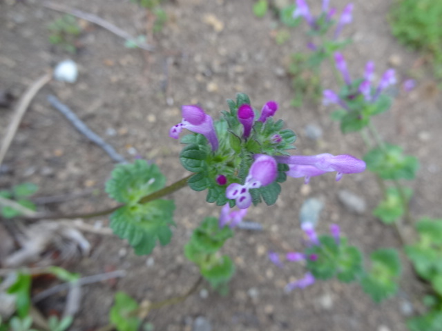 e0016828_1247328.jpg