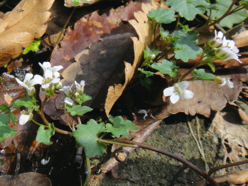 c0179351_2055596.jpg