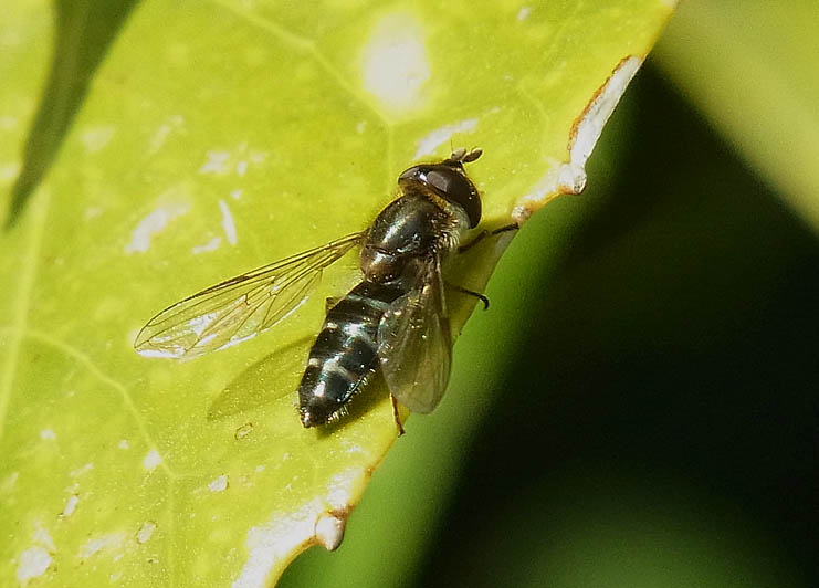 d0146854_20271428.jpg