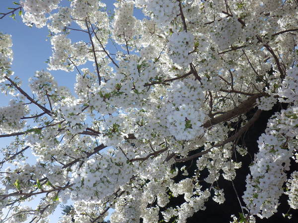 a0112066_15524653.jpg