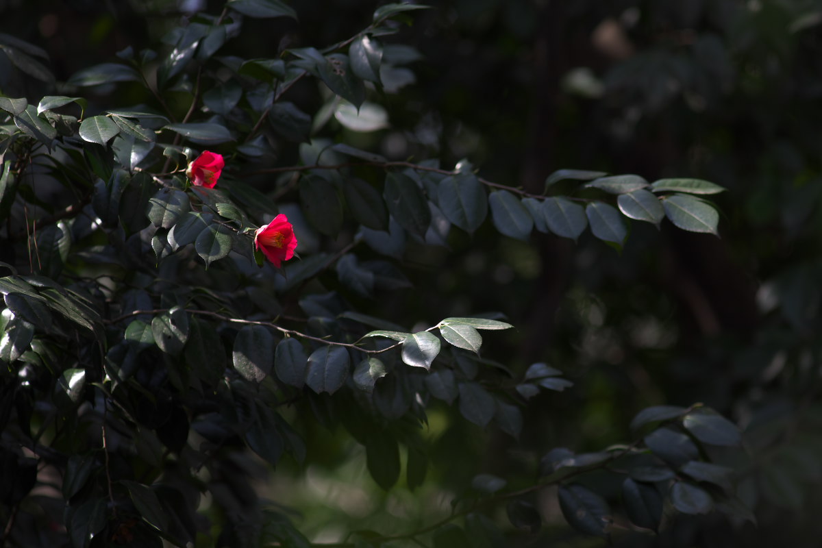 a0083081_1738488.jpg