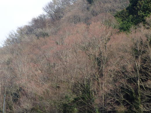 e0145782_6592055.jpg