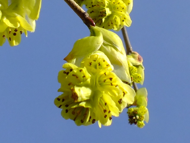 e0145782_7241332.jpg