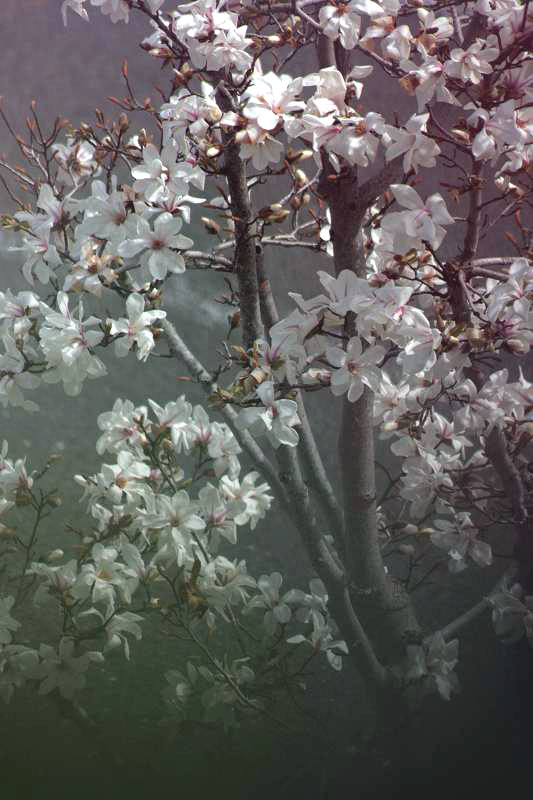 f0083400_20442086.jpg