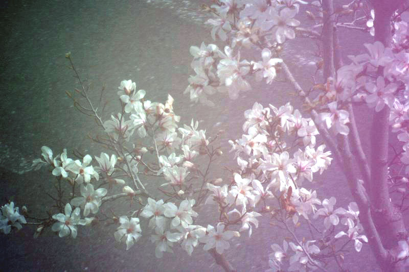 f0083400_20443593.jpg