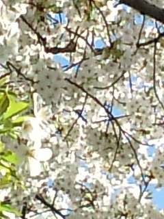 a0292205_11234825.jpg