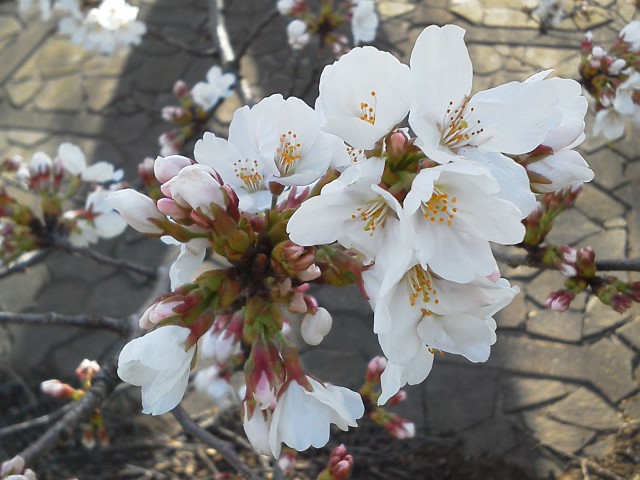 a0268821_18105369.jpg