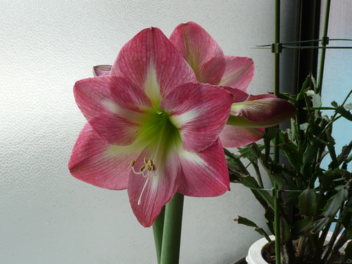 c0009528_2246160.jpg