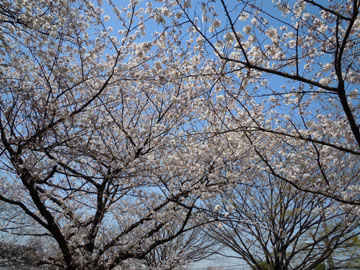 c0039736_1550146.jpg