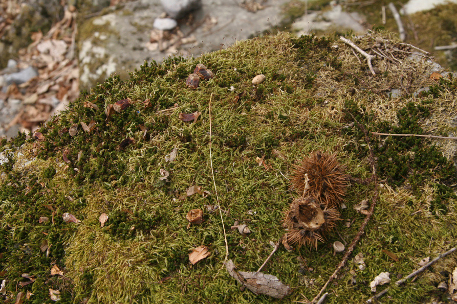 e0118274_22123733.jpg