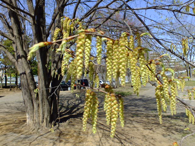 e0145782_618219.jpg