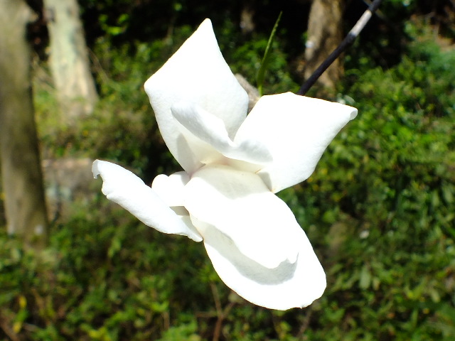 e0145782_6201272.jpg