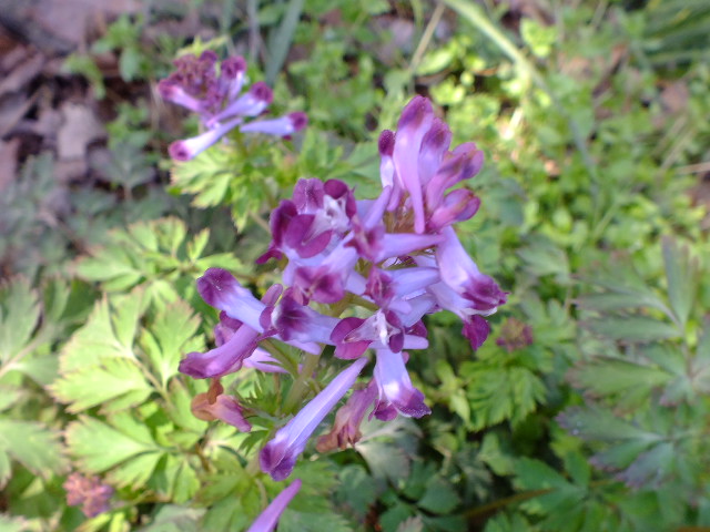 e0145782_6235960.jpg