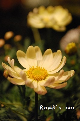 e0128909_774826.jpg