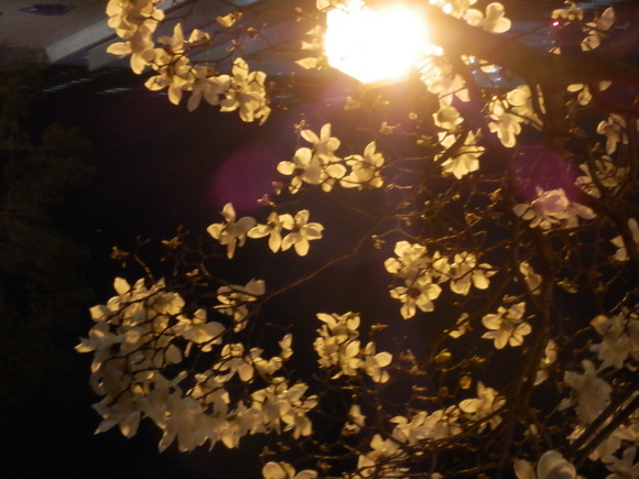 c0062511_23481233.jpg