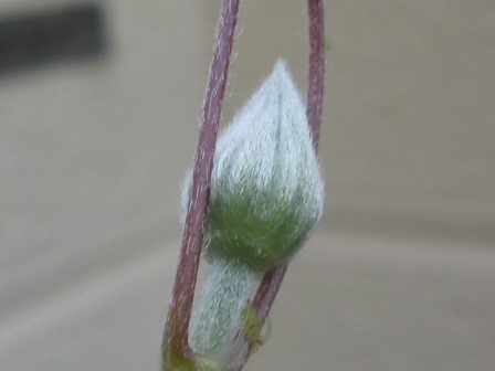c0025140_21523319.jpg