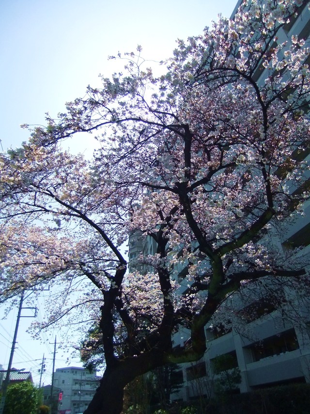 e0206242_5455621.jpg