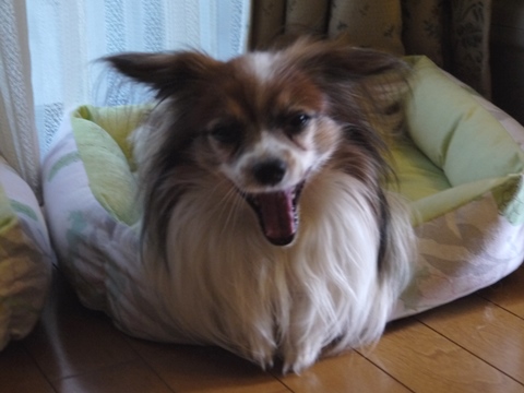 e0100046_0341291.jpg