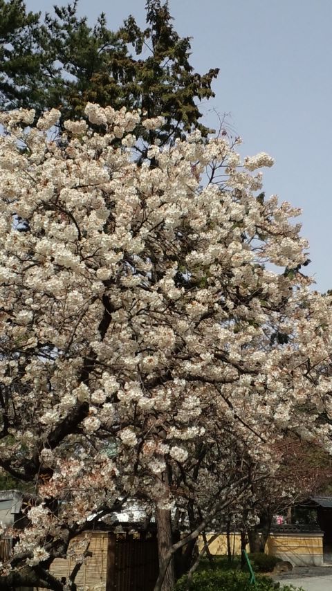 b0014350_327510.jpg
