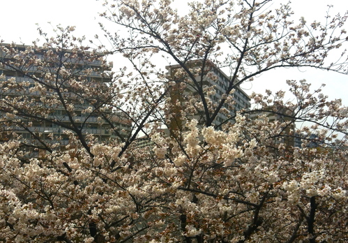 e0154650_17404028.jpg