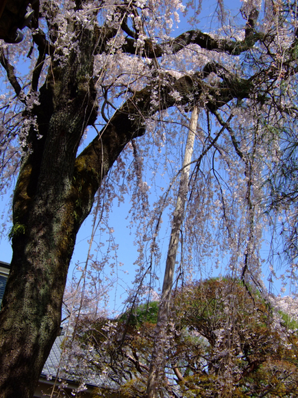 a0105480_1113033.jpg